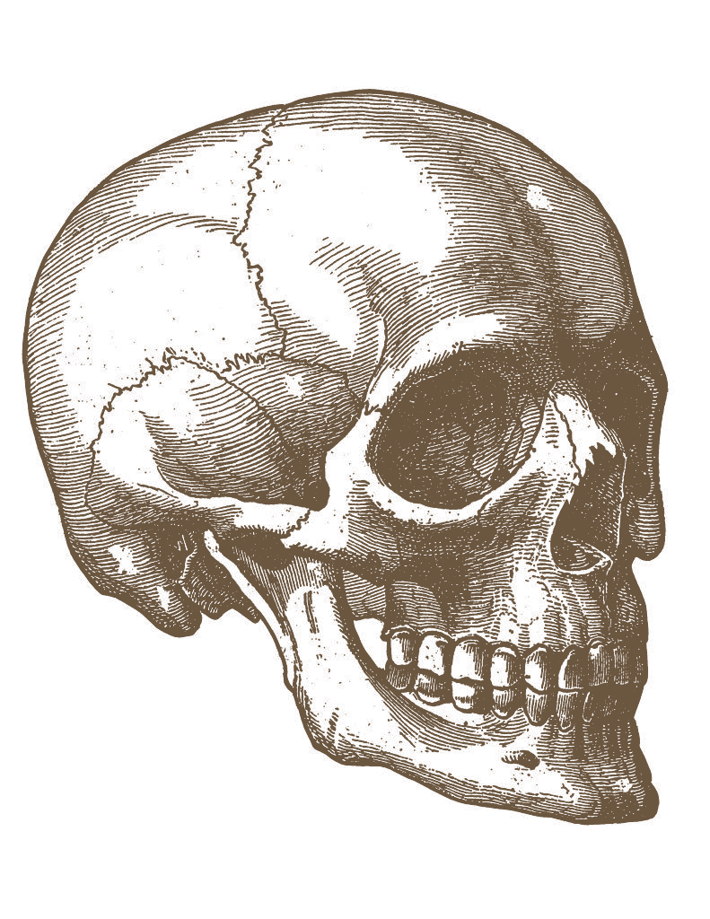 Cadavra skull